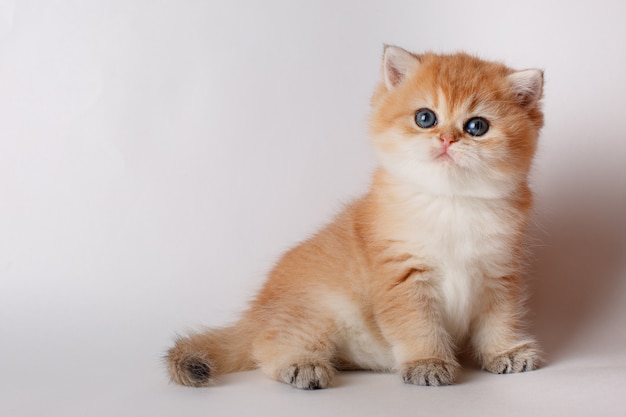 small cute kitten Golden chinchilla British on white background