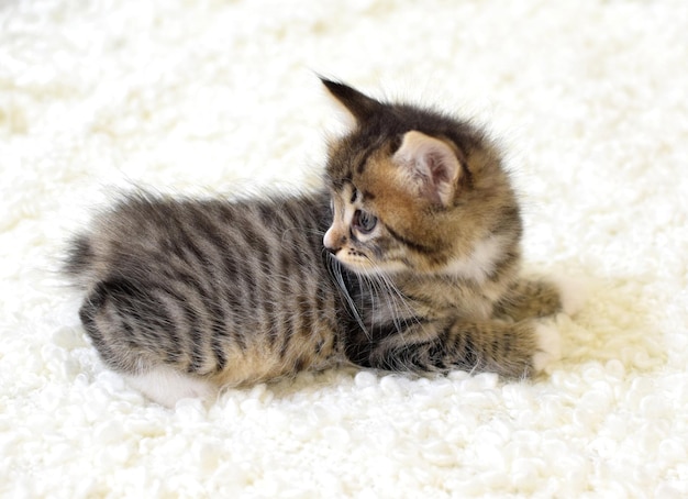 Photo a small cute kitten of the kuril bobtail breed lies on a white fluffy plaid