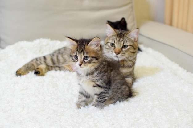 Foto un piccolo gattino carino della razza bobtail kuril con una mamma gatta