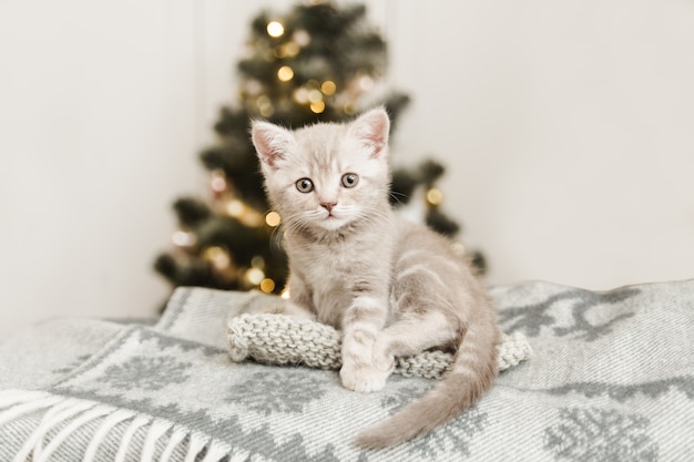 Small cute kitten sitting on the plaid Christmas blanket