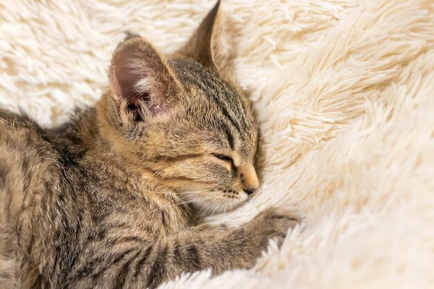 Small and cute kitten sleeps on a fluffy blanket