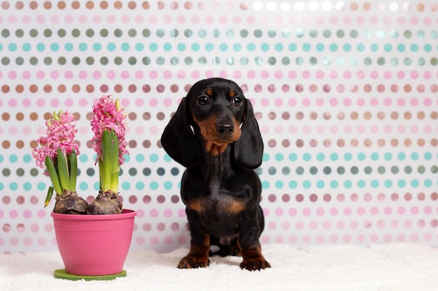 Foto piccola e carina mini cucciolo di bassotto tedesco in cesto con fiori all'aperto