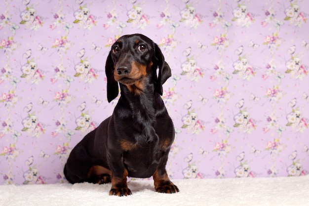 Small cute mini dachshund puppy in basket with flowers outdoor