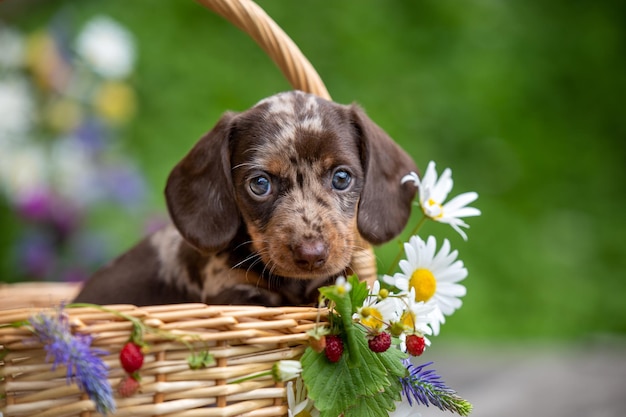 Foto piccola e carina mini cucciolo di bassotto tedesco in cesto con fiori all'aperto