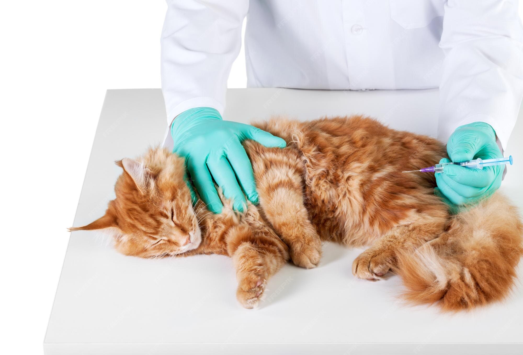 Premium Photo Small Cute Red Cat Examined At The Veterinary Doctor Close Up