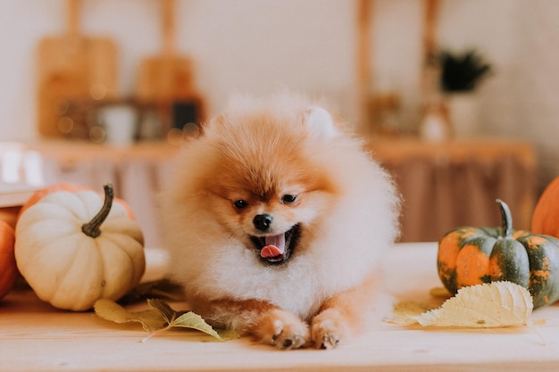 Small cute red fluffy pomeranian poses among pumpkins and stacks of books lying on a wooden table. dog looks at the camera. pet products. warm autumn concept. space for text. High quality photo