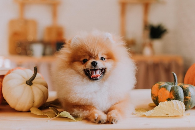 Small cute red fluffy pomeranian poses among pumpkins and stacks of books lying on a wooden table. dog looks at the camera. pet products. warm autumn concept. space for text. High quality photo