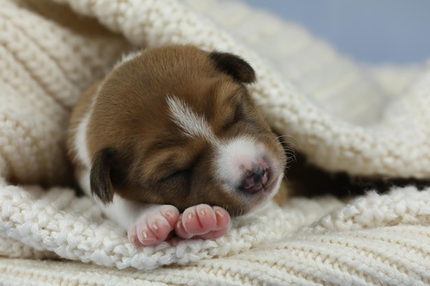 small cute sleeping puppies