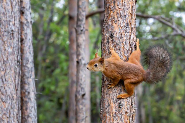 A small cute squirrel on a tree spread all its paws and\
tail