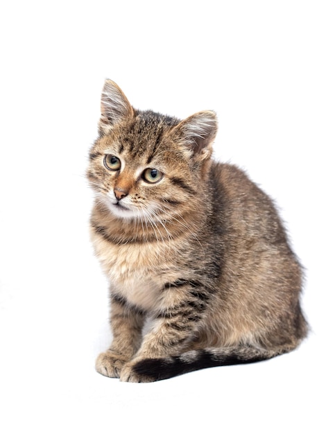 Small cute striped kitten on a white isolated background