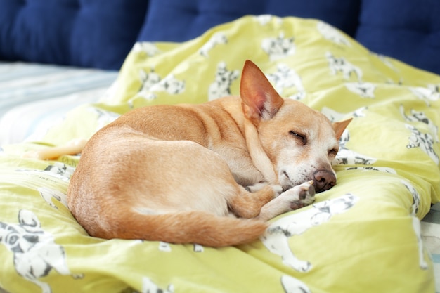 毛布で晴れた日にベッドで休んで小さなかわいい疲れたチワワ犬。ペットのお手入れ。ソファで朝寝ている犬の肖像画。疲れている、または退屈している。うつ病、退屈。犬は飼い主を待っています。