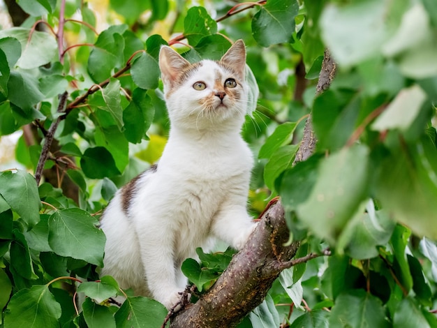 Small cute white kitten on a tree among green leaves in summer