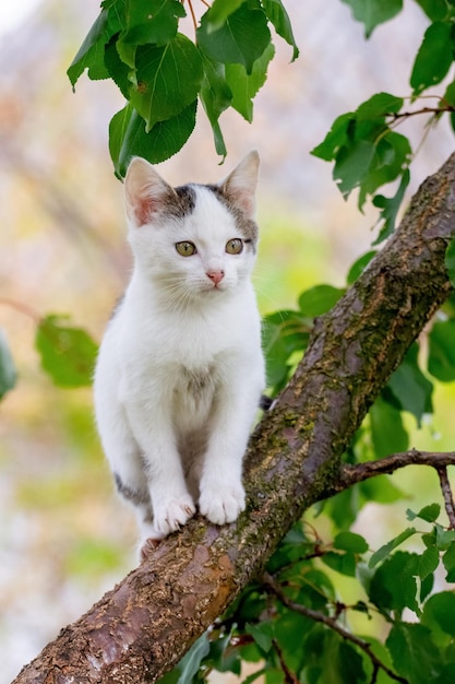 夏の緑の葉の間の木の上の小さなかわいい白い子猫