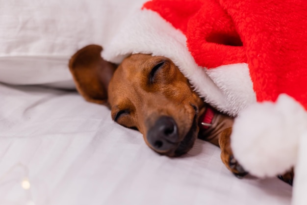 サンタ クロースの帽子をかぶった小さなダックスフント犬が白いベッドで眠る