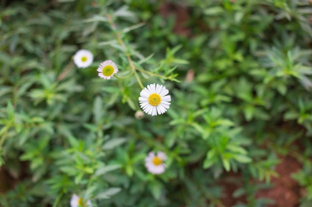 Small daisy has white petals and yellow pollen with fresh green leave bush as natural background