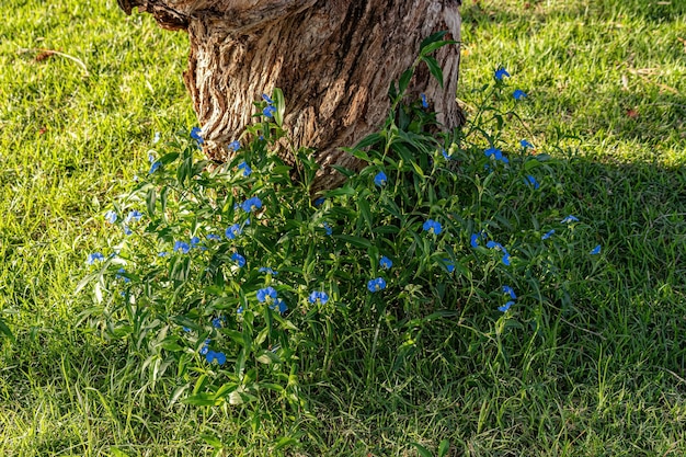 Small Dayflower Plant