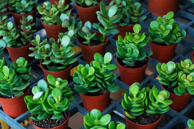 Small decorative flower pots with succulents. View from above. Decor with fresh flowers