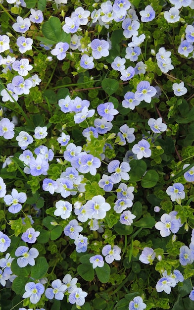 垂直の物語のための若い緑の草の間の小さな装飾的な花