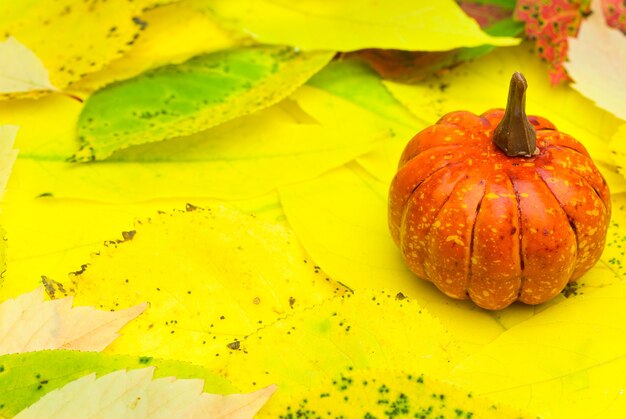 Small decorative pumpkin on yellow leaves