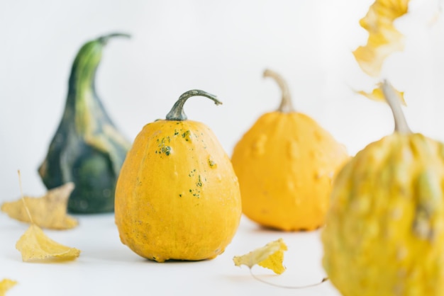 Small decorative pumpkins and leaves on white Fall abstract background