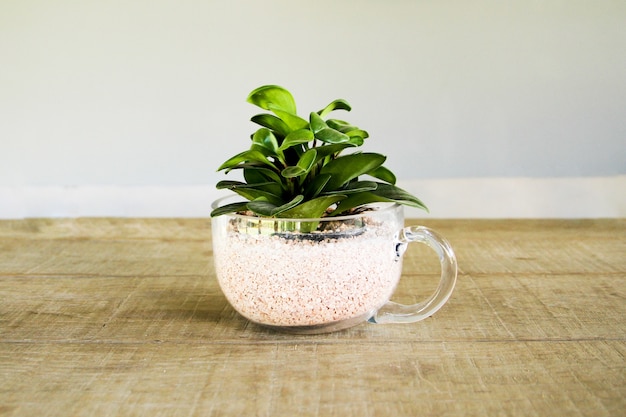 Small decorative tree in cup on the table