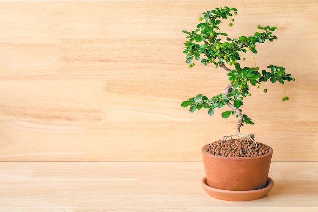 Small decorative tree on wooden floor small bonsai tree in the\
clay pots space for add text