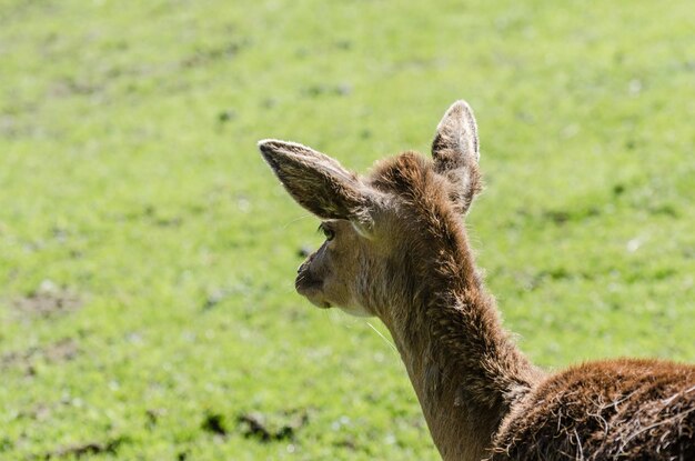 Small deer in nature