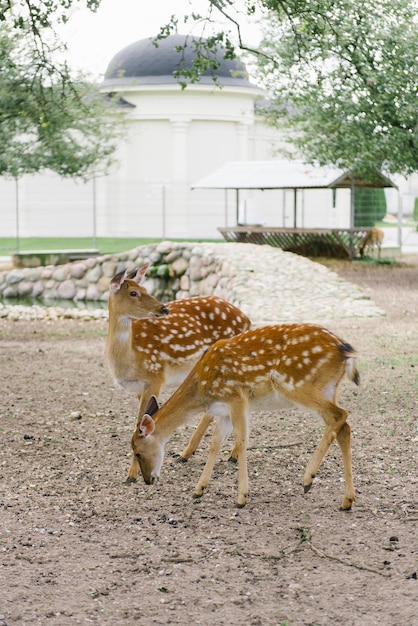 屋外の自然の動物園で小さな鹿