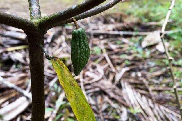 Small developing cocoa fruit