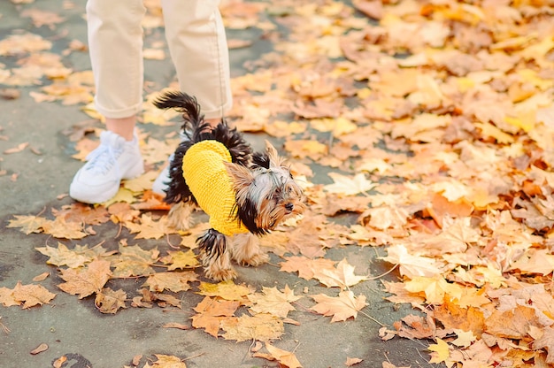 A small dog in autumn clothes walks near the feet of his mistress in an autumn park