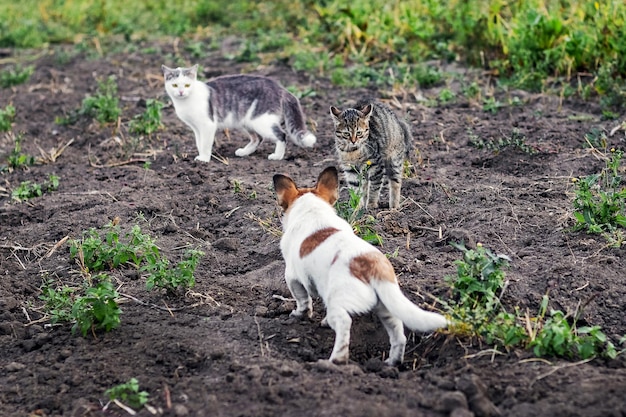 A small dog barks at frightened cats in the garden