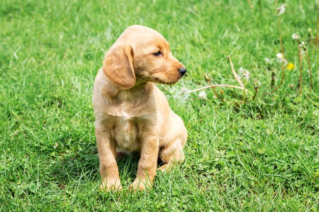 Small dog breed cocker spaniel sits on green grass and looks aside_