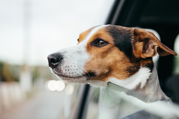 Small dog breed Jack Russell Terrier looks out the open window of the car Closeup