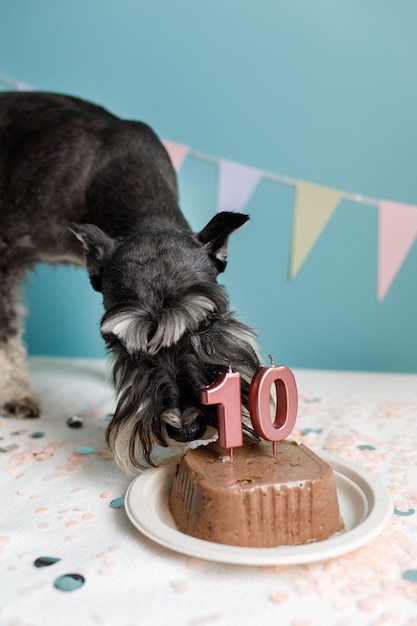 Small dog breed miniature schnauzer eats his birthday cake with the number 10