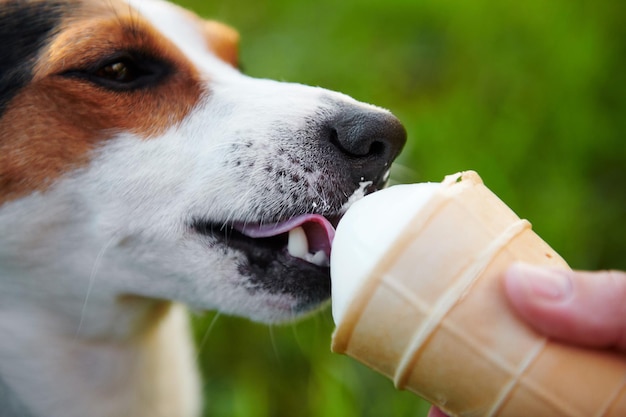 Small dog breeds Jack Russell Terrier eats ice cream