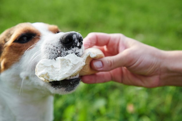 Маленькие породы собак джек-рассел-терьер едят мороженое