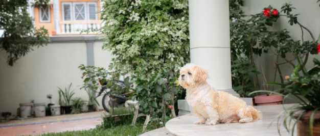 Foto il piccolo cane alleva la pelliccia marrone di shih tzu