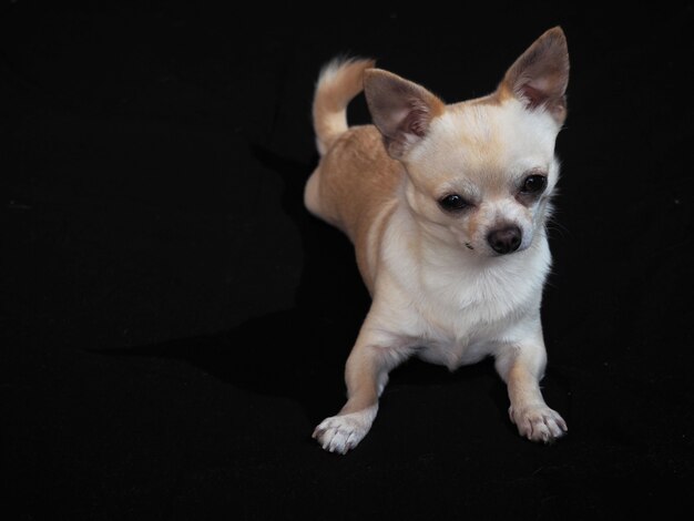 Small dog Chihuahua on a black. Close-up.