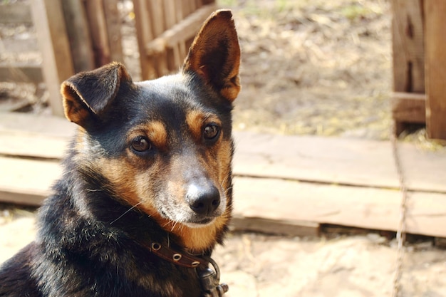 Small dog of color German shepherd close-up on a chain with a collar in a country house.