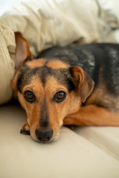 A small dog cuddles in bed and looks at the camera