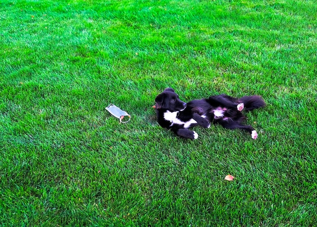 Photo a small dog in a discarded medical face mask