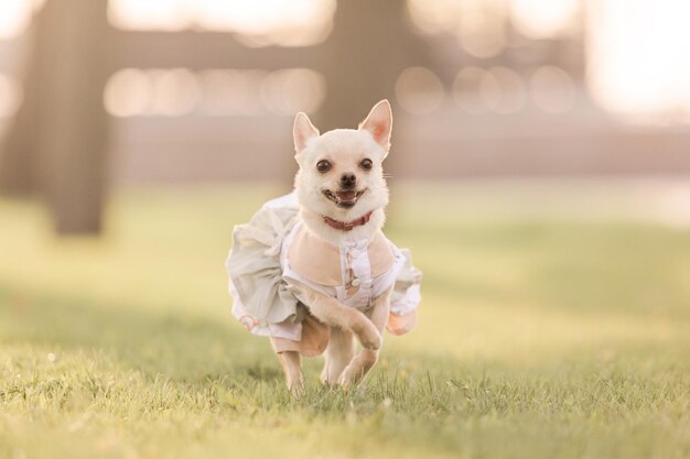 A small dog in a dress stands in a field