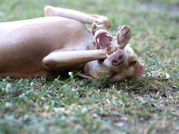 Small dog on field