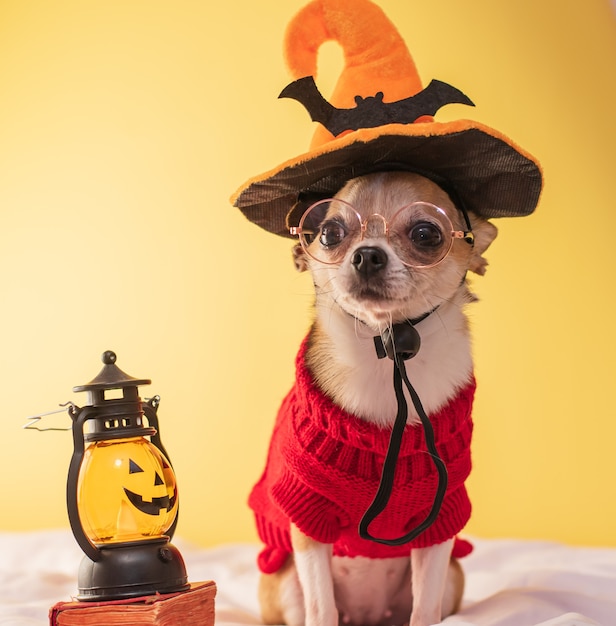 A small dog in glasses and in a festive Halloween outfit sits on a yellow background with a lantern