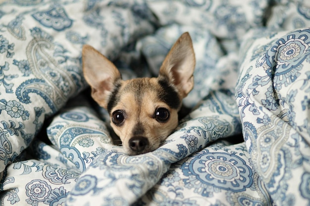 写真 小さな犬は朝ベッドの毛布の下で鼻を伸ばして自分自身を温め眠り休んでいます