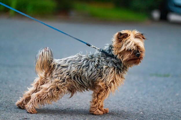 Foto un piccolo cane è al guinzaglio sulla strada