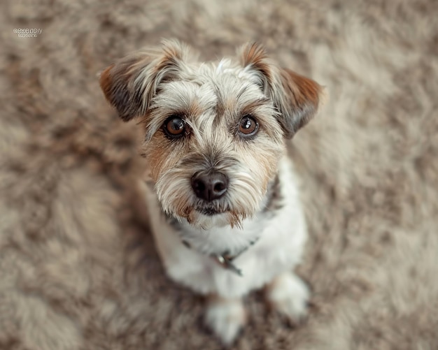 A small dog is sitting on a rug looking up