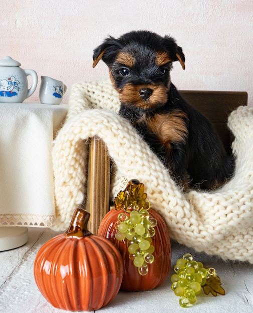 Un cane di piccola taglia è un cucciolo di yorkshire terrier. copia spazio.