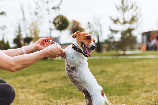 ジャック ラッセル テリア種の小型犬が後ろ足で立つ 散歩中に公園にいる犬 飼い主が犬を散歩させる