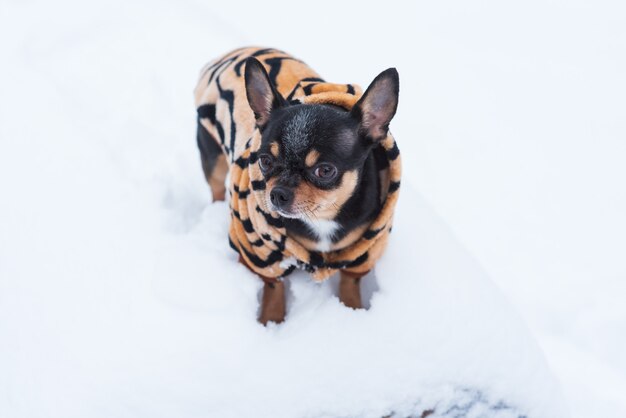 Giacca per cani di piccola taglia fredda in inverno. chihuahua in abiti invernali su uno sfondo di neve. chihuahua.